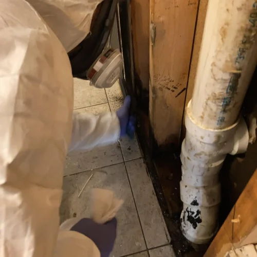 mold