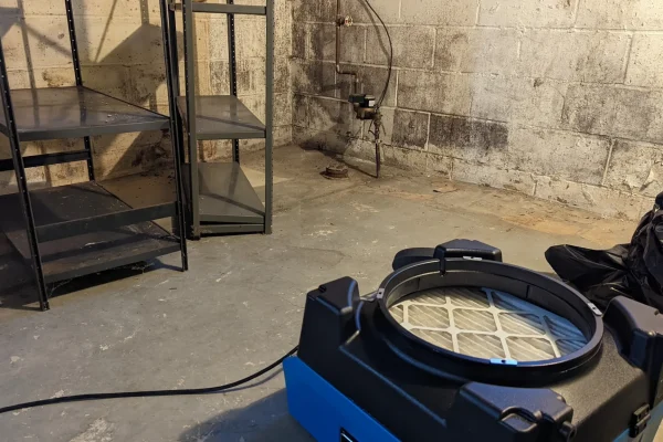 mold-removal